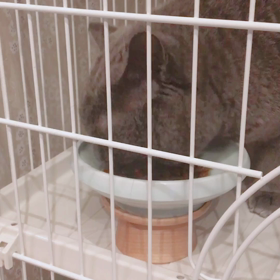 愛猫の食器を選んだ理由の画像