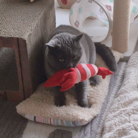愛猫がふみふみする本当の理由の画像