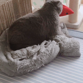 猫の気持ちは居場所でわかるの？③の画像