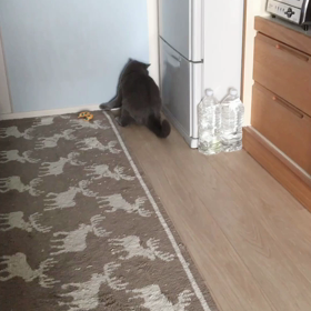 愛猫のイタズラの意味は？の画像