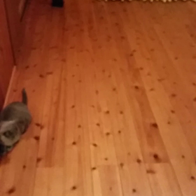 猫と遊ぶの画像