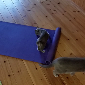 ヨガマットに甘える猫の画像