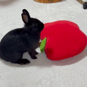 たのち〜い！の画像