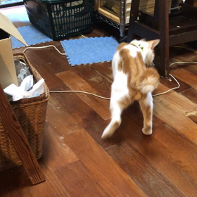 迷い猫　　小太郎の画像