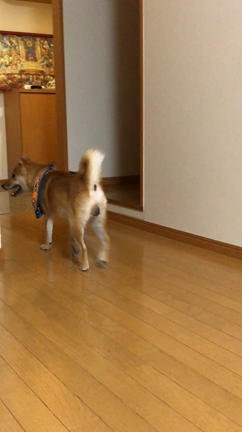 思わせぶり犬の記事動画