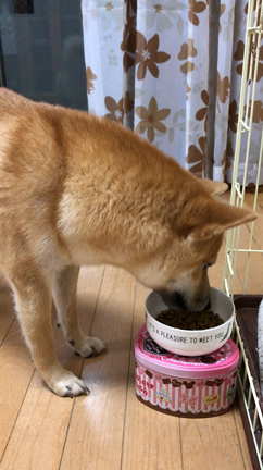 ご飯中なので邪魔しないでよの記事動画