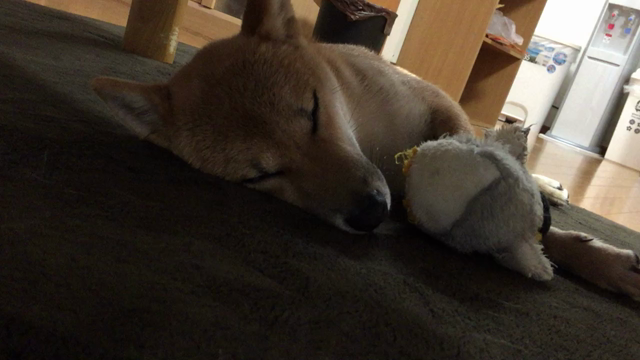 音量大きめで見てくださいの記事動画