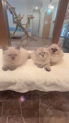 鼻黒ちゃん3兄弟デビュー❣️ 6/21 (土)12:15〜サイベリアンの子猫ご紹介ライブ❣️の記事動画