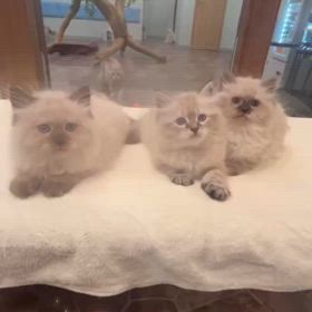 鼻黒ちゃん3兄弟デビュー❣️ 6/21 (土)12:15〜サイベリアンの子猫ご紹介ライブ❣️の画像
