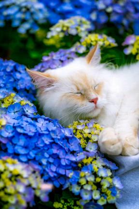 猫は遺伝が非常に強い生き物のため、 大人しい子猫は 大人しい両親からしか 産まれません‼️の記事動画