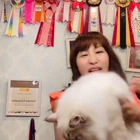 6/14 (土)12:15〜12:45 抱っこができるサイベリアンの 子猫ご紹介ライブ2の画像