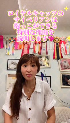 抱っこができる& シャンプーで暴れない  サイベリアンの子猫を お探しの方は 必見です！の記事動画