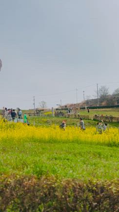 三春町の滝桜の記事動画