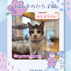 ”6月7日(日)譲渡会開催しました☔”の画像