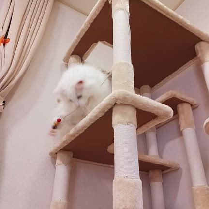 キャットタワー、買うた。の記事動画