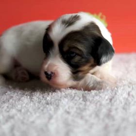 チベタンテリア　家族募集　黄緑の画像