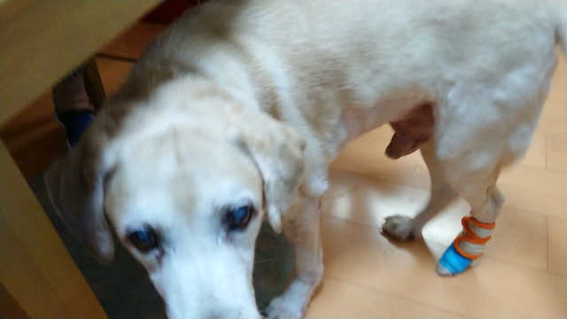 実は仕事もバタバタの記事動画