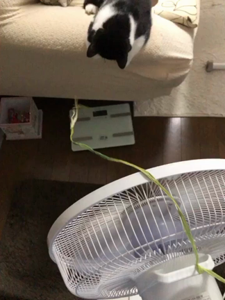 猫ちんの遊びの記事動画