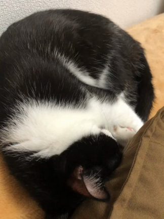 猫よけ？の記事動画