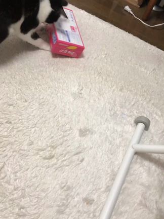 お昼ご飯と手作りクッキーの記事動画