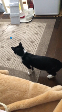 猫ちんの遊びの記事動画