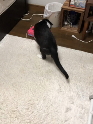 お昼ご飯と手作りクッキーの記事動画