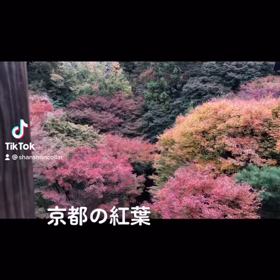 今年の京都の紅葉！の画像