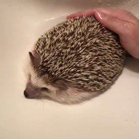 餅のようにとろける。の画像