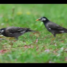 お花の日の画像