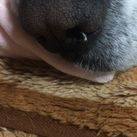 今日のルーク☆鼻からピロ☆ピロ〜ン☆☆の画像