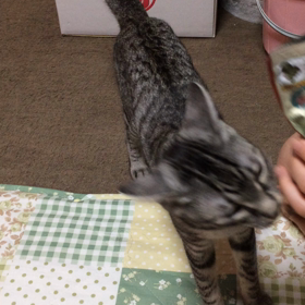 犬みたいの画像