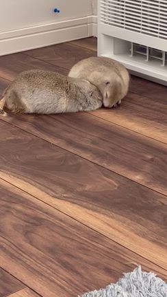 諦めることと諦めないこと(๑´ლ`๑)ﾌﾌ♡の記事動画