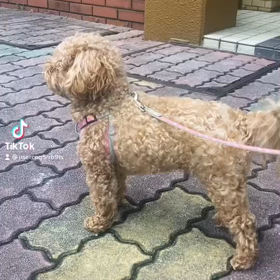 二ヶ月ぶりのトリミングの画像