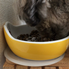 ご飯パクパクの画像