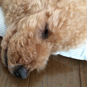 ついついね♡の画像