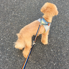 ルビーごめん汗の画像