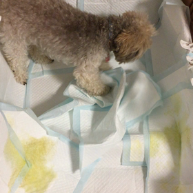 ちゃこやんの画像