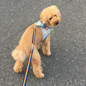 速報ネズミさん&今日も振り回されるの画像