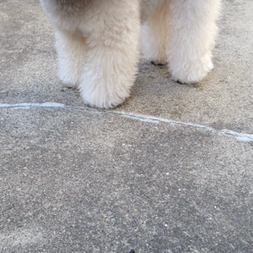 ちゃことお友達？？！！の画像