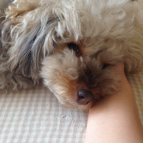 チョイチョイちゃこちゃんの画像