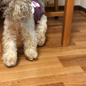 ちゃこの好きなボールの画像