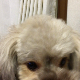 桃も梨も〜の画像