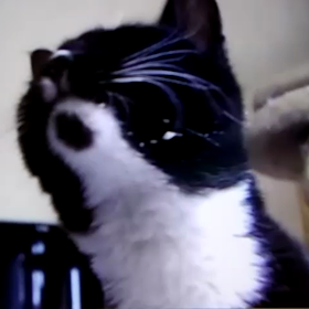 猫を盗んだら逮捕する‼の画像