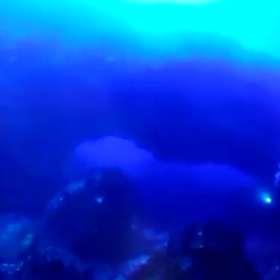 伊豆大島の海の生き物の画像