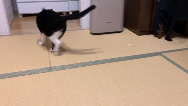 テイテイ、テイテイテイーの記事動画