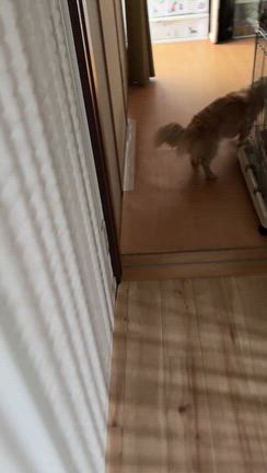 ボッチ散歩だけどパラダイスの記事動画