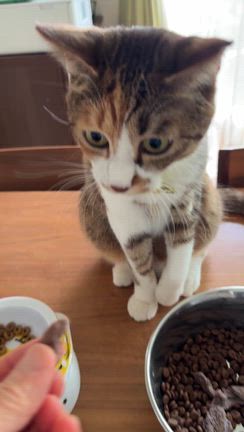 どれが美味しいにゃ？の記事動画