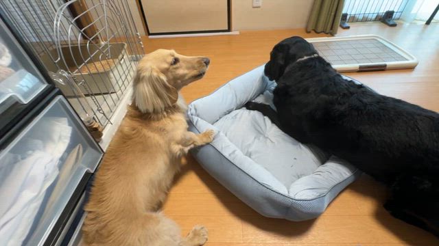 Ｗ極冷感ベッドの記事動画