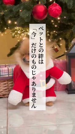 ペットとの絆は今だけのものじゃありませんの記事動画