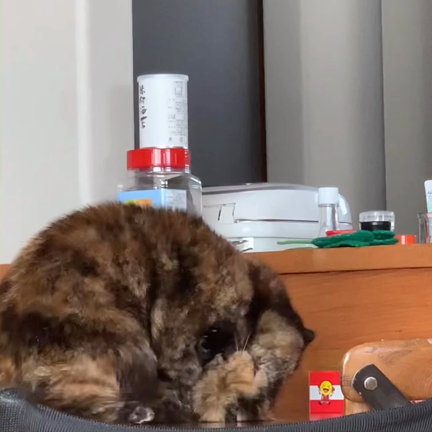 やめてニャーの記事動画